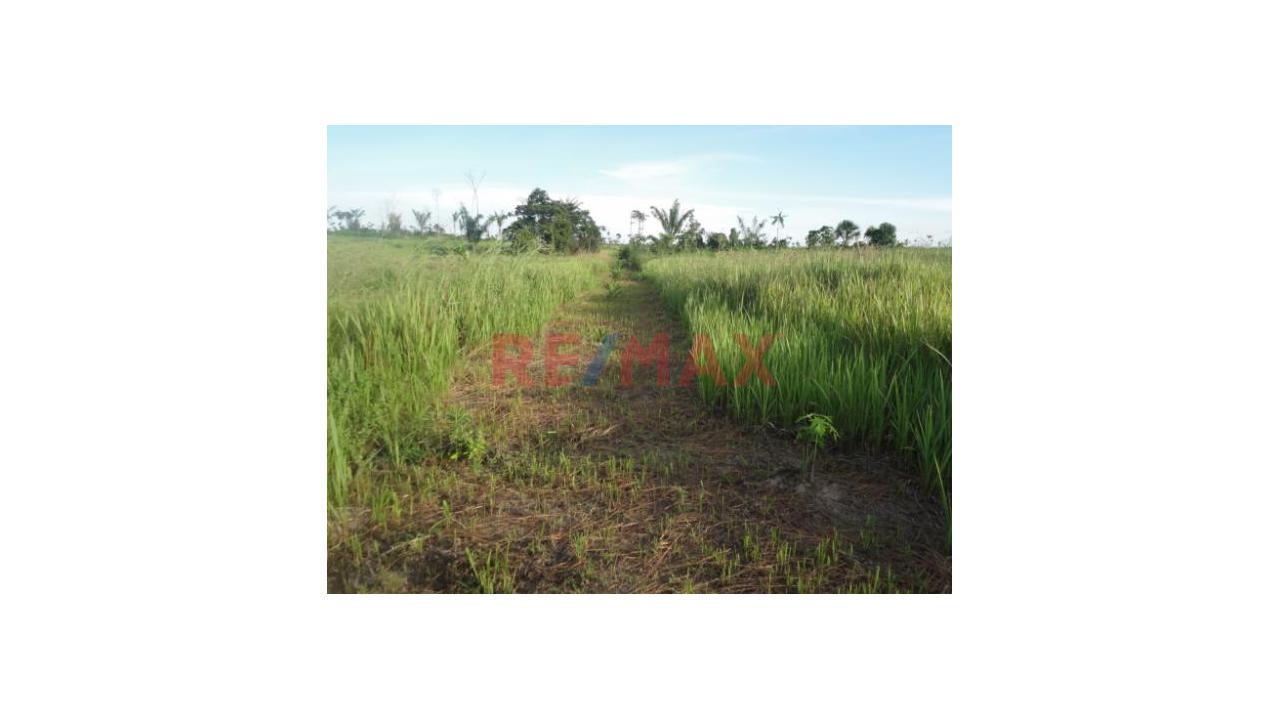 Vendo Terreno De Mas De Ocho Hectareas En Yarinacocha, Cerca A La Laguna Cashibococha 🌿🏝 - 9