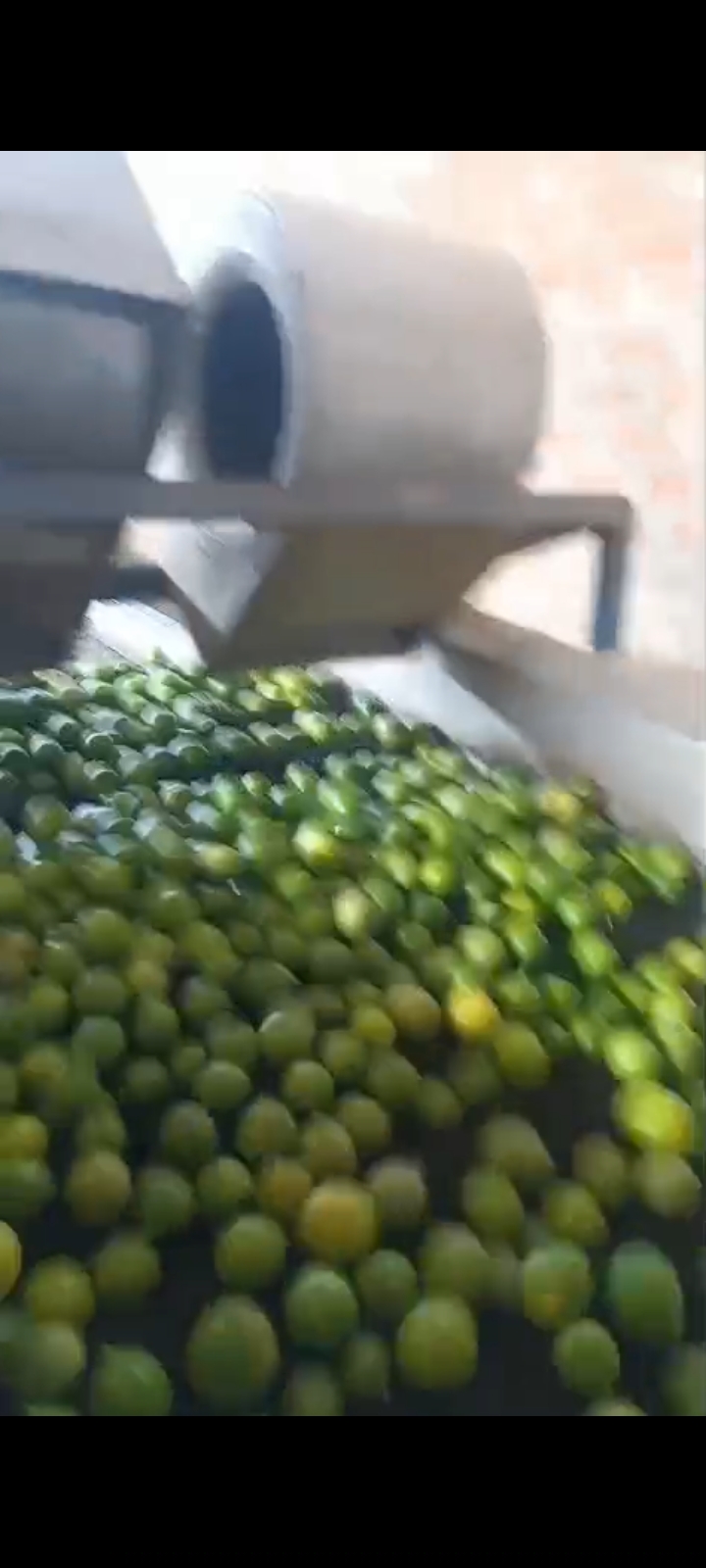 Se Vende Local Comercial Con Máquina De Procesamiento De Limón En Cieneguillo Centro Carretera Sullana Tambogrande Sector San Juan De Los Ranchos ( La Limonera) - 9