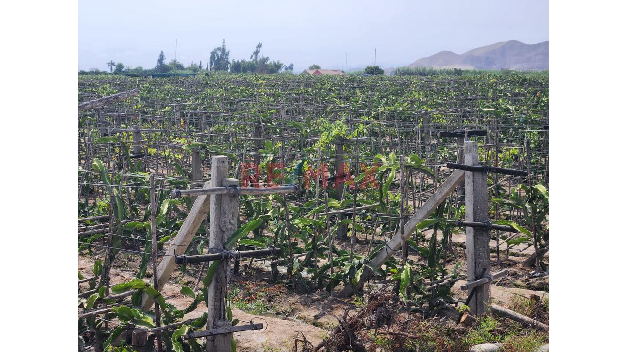Terreno Agricola En Produccion De Uva En La Zona De Cuiva, Valle De Cañete– Agua Todo El Año - 2