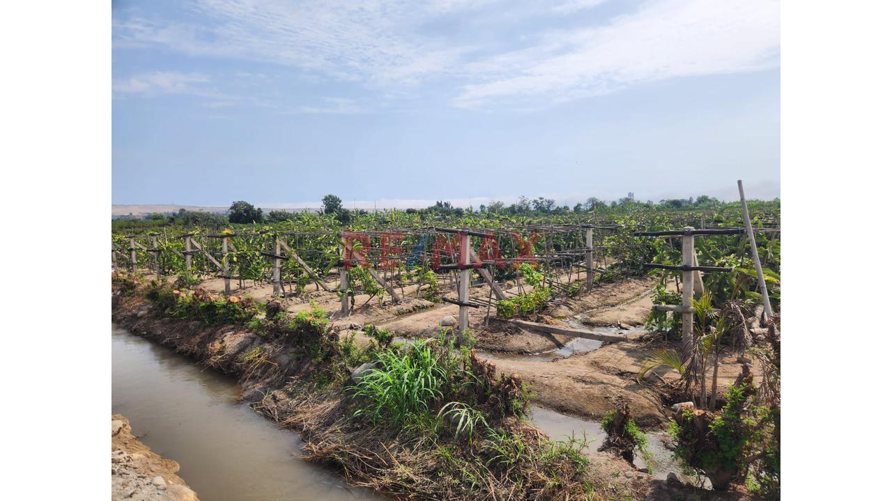 Terreno Agricola En Produccion De Uva En La Zona De Cuiva, Valle De Cañete– Agua Todo El Año - 6