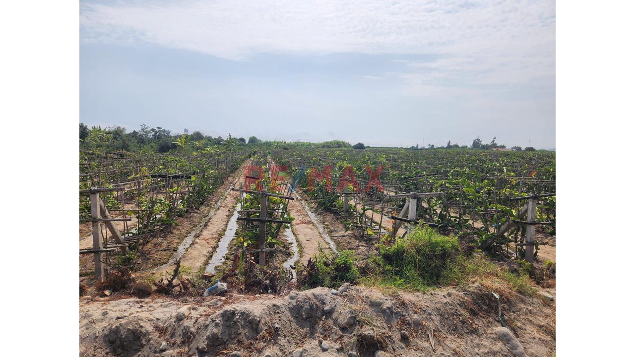 Terreno Agricola En Produccion De Uva En La Zona De Cuiva, Valle De Cañete– Agua Todo El Año - 3