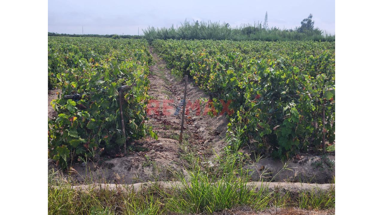 Terreno Agricola En Produccion De Uva En La Zona De Cuiva, Valle De Cañete– Agua Todo El Año - 5