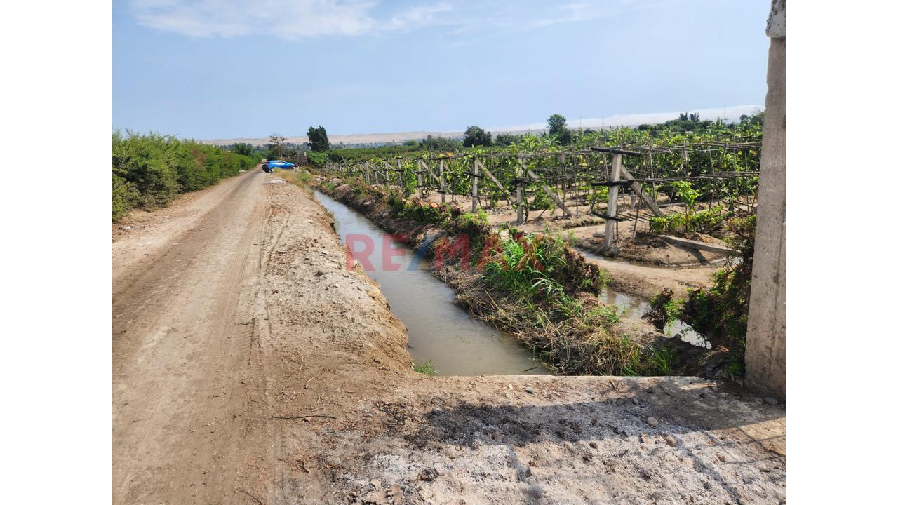 Terreno Agricola En Produccion De Uva En La Zona De Cuiva, Valle De Cañete– Agua Todo El Año - 4