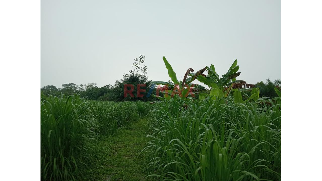 Venta De Terreno 30.19 Ha, Más Casa Asienda En Iquitos - 12