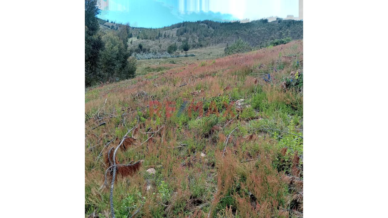 Se Vende 1 Ha. De Terreno Agrícola, Sector 4 Urubamba, Carretera A Cumbe Mayo, Cajamarca - 12