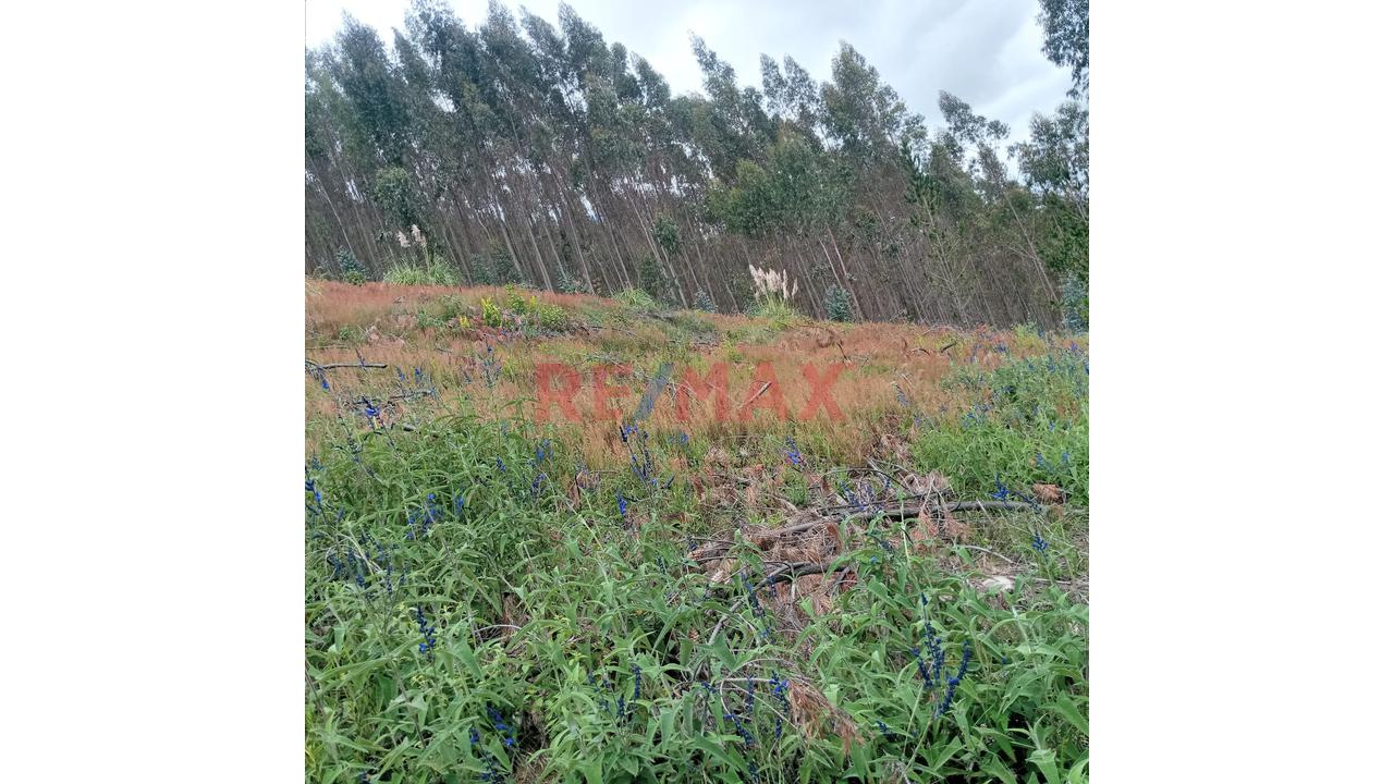 Se Vende 1 Ha. De Terreno Agrícola, Sector 4 Urubamba, Carretera A Cumbe Mayo, Cajamarca - 11