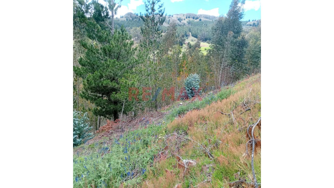 Se Vende 1 Ha. De Terreno Agrícola, Sector 4 Urubamba, Carretera A Cumbe Mayo, Cajamarca - 9