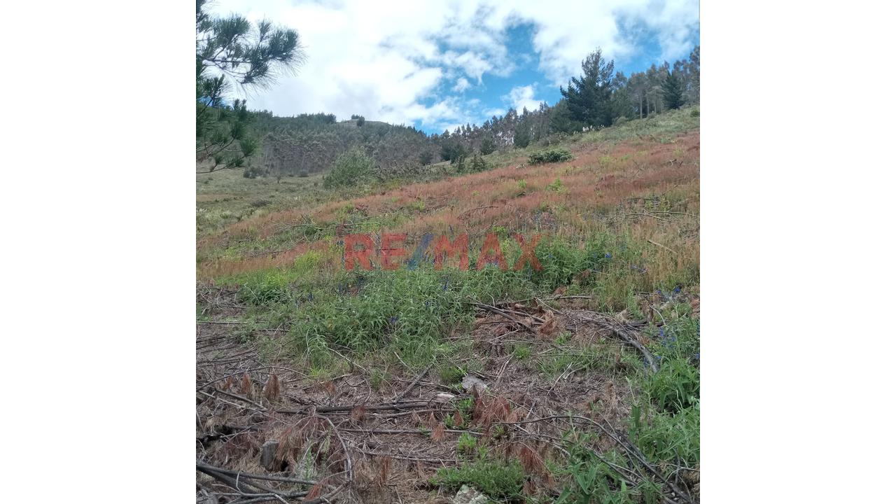 Se Vende 1 Ha. De Terreno Agrícola, Sector 4 Urubamba, Carretera A Cumbe Mayo, Cajamarca - 8