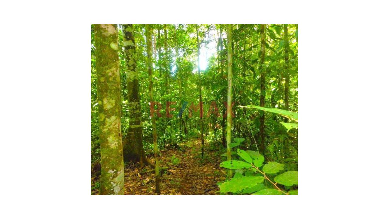 Terreno Agricola En Venta De 10 Hectáreas -  Izcozacin-Palcazu- Oxapampa - 5