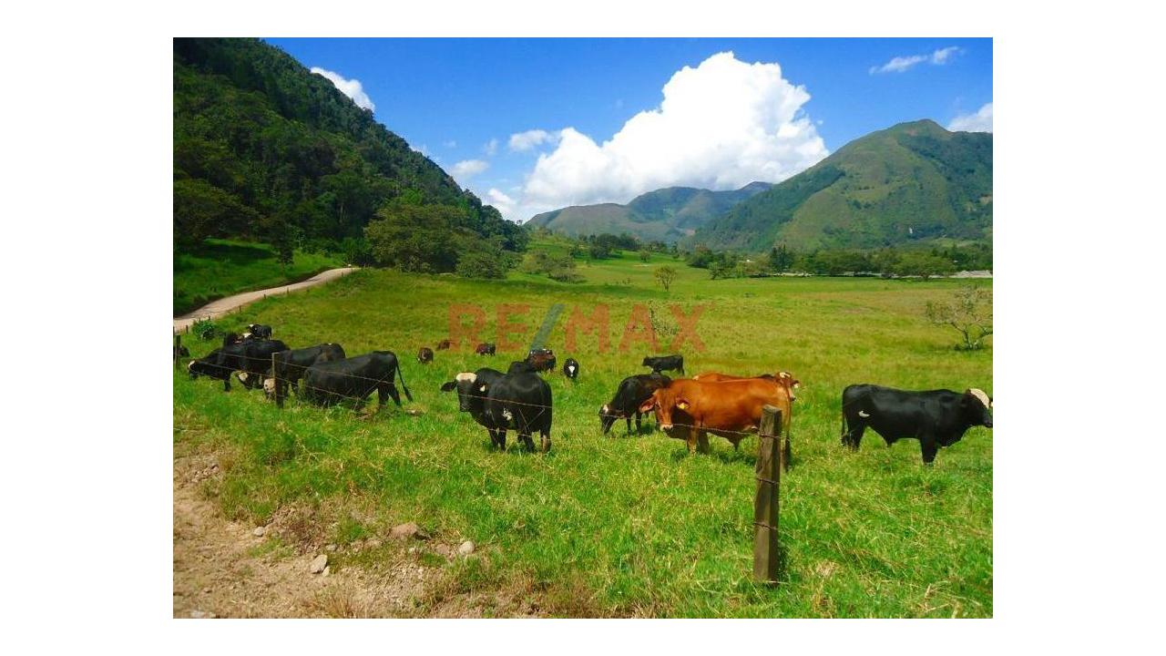 Terreno Agricola En Venta De 10 Hectáreas - Izcozacin-Palcazu- Oxapampa - 1