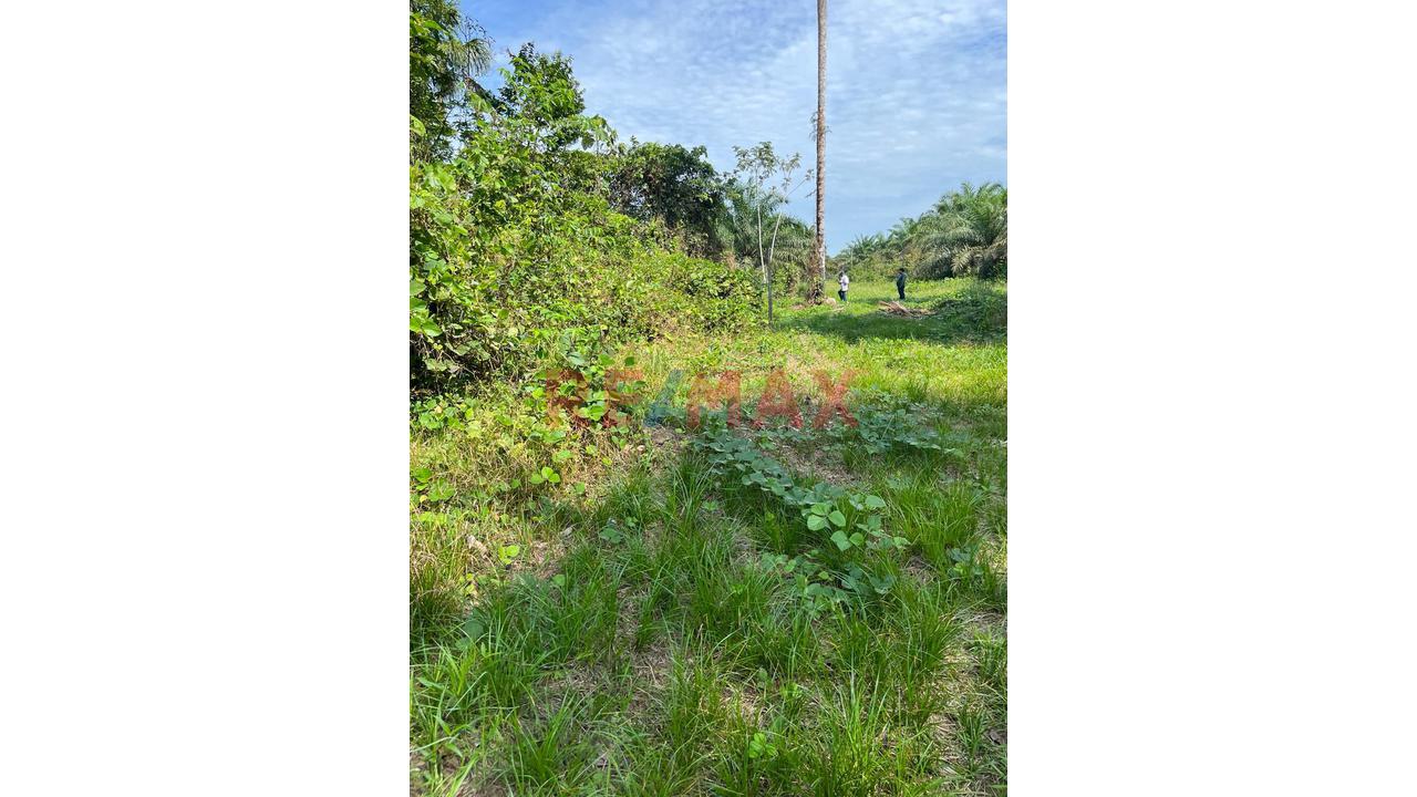 Terreno Agricola Altamente Productivo - Palma Y Otros Importantes Cultivos — foto 3