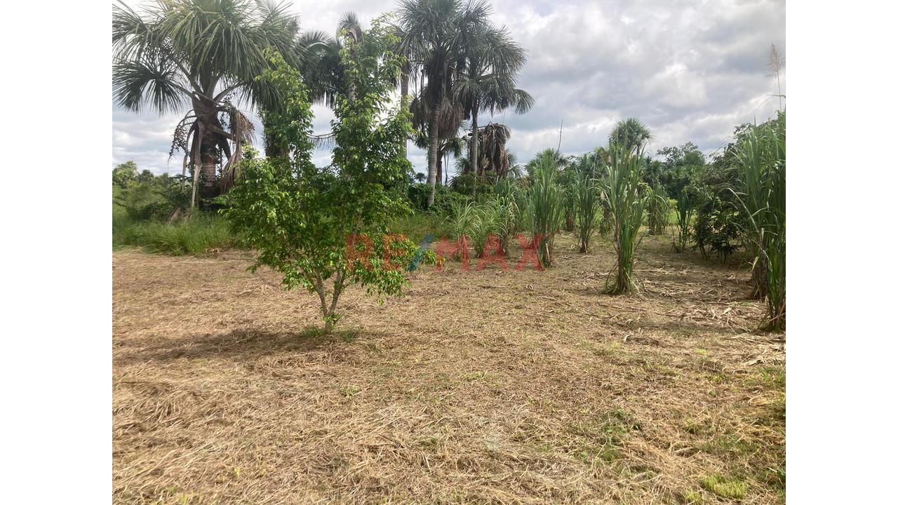 Terreno Agricola Altamente Productivo - Palma Y Otros Importantes Cultivos - 18