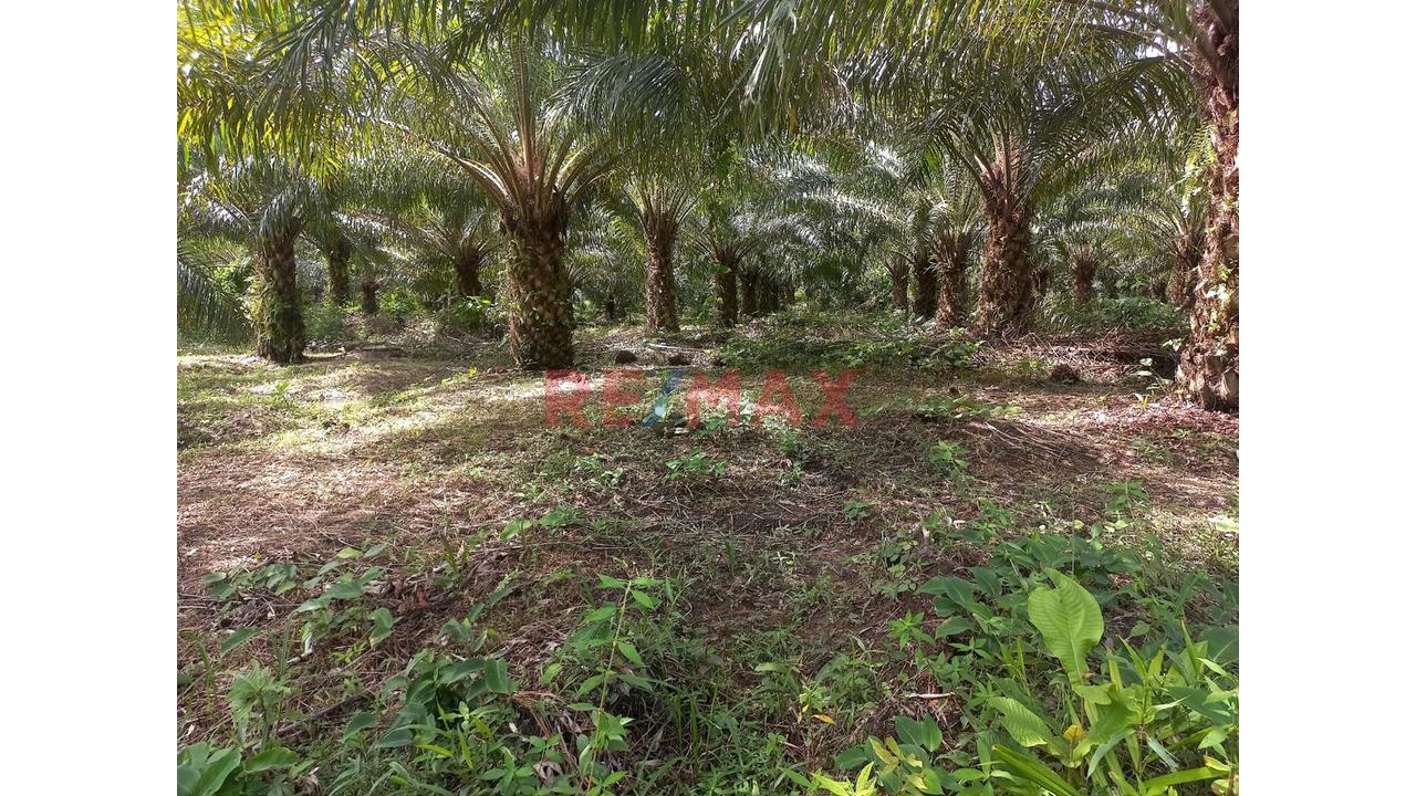 Terreno Agricola Altamente Productivo - Palma Y Otros Importantes Cultivos — foto 10