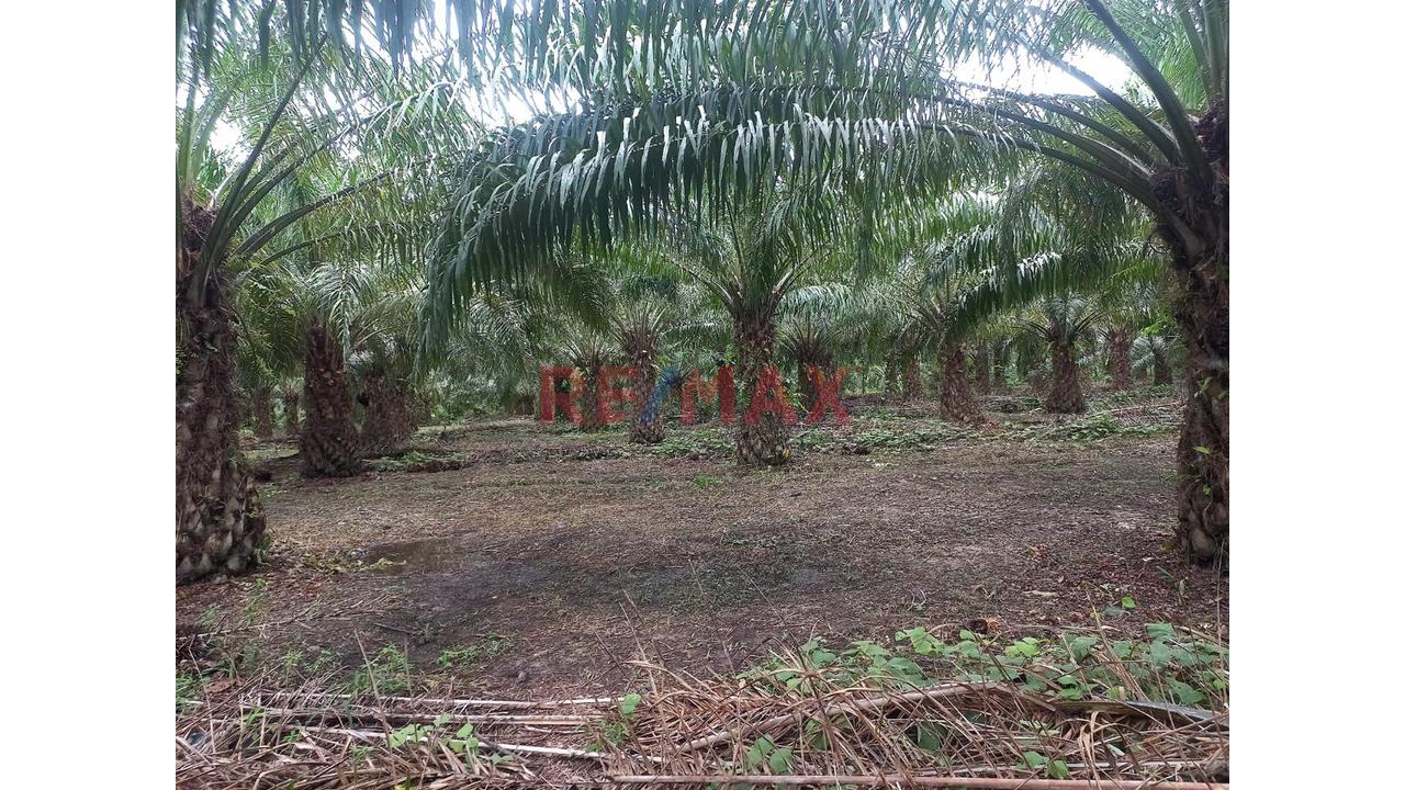 Terreno Agricola Altamente Productivo - Palma Y Otros Importantes Cultivos — foto 8