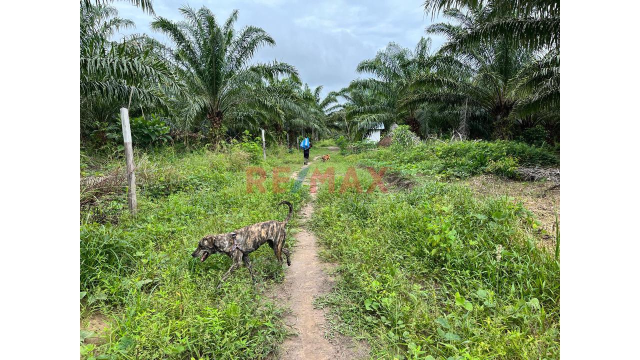 Terreno Agricola Altamente Productivo - Palma Y Otros Importantes Cultivos — foto 7