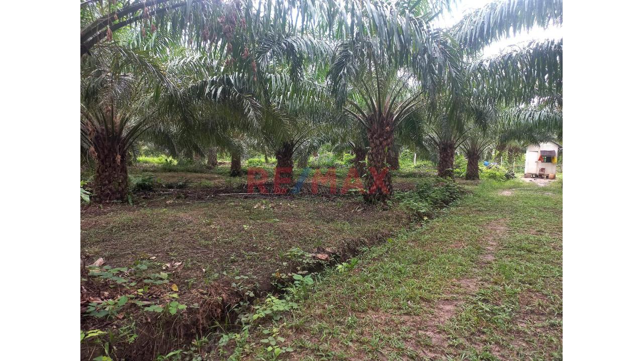 Terreno Agricola Altamente Productivo - Palma Y Otros Importantes Cultivos — foto 9