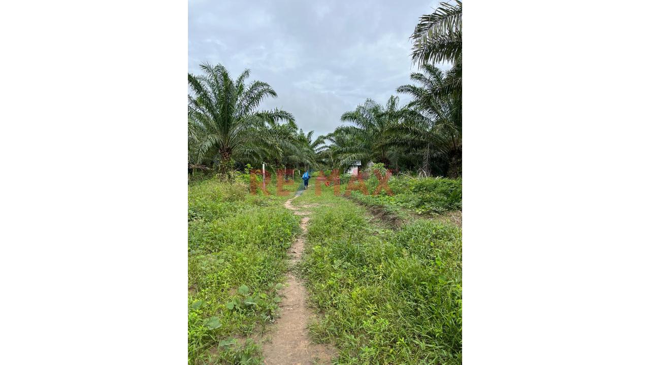 Terreno Agricola Altamente Productivo - Palma Y Otros Importantes Cultivos — foto 5