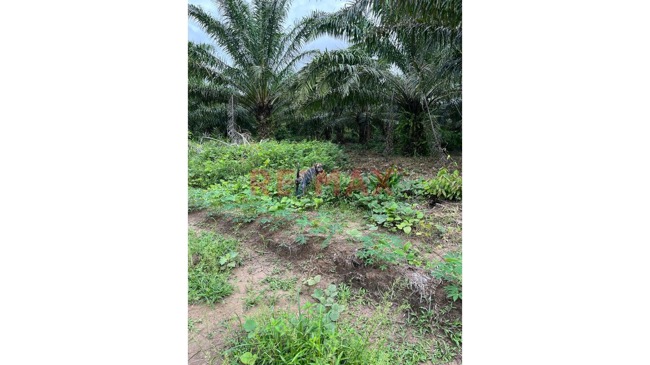 Terreno Agricola Altamente Productivo - Palma Y Otros Importantes Cultivos — foto 4