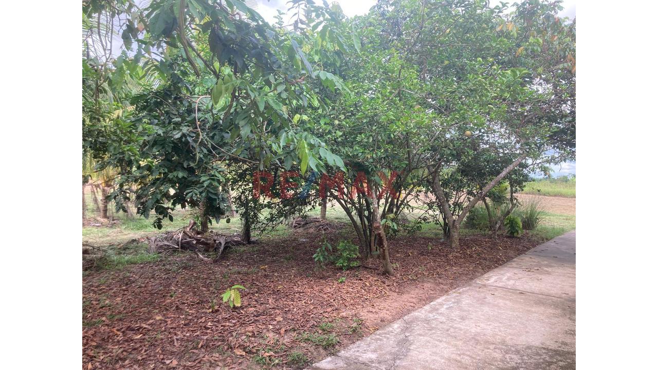Terreno Agricola Altamente Productivo - Palma Y Otros Importantes Cultivos — foto 13