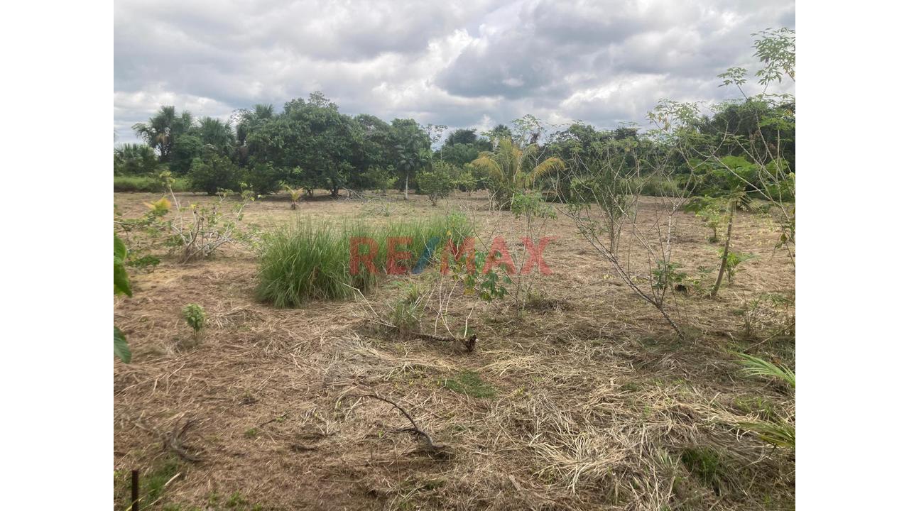 Terreno Agricola Altamente Productivo - Palma Y Otros Importantes Cultivos — foto 6