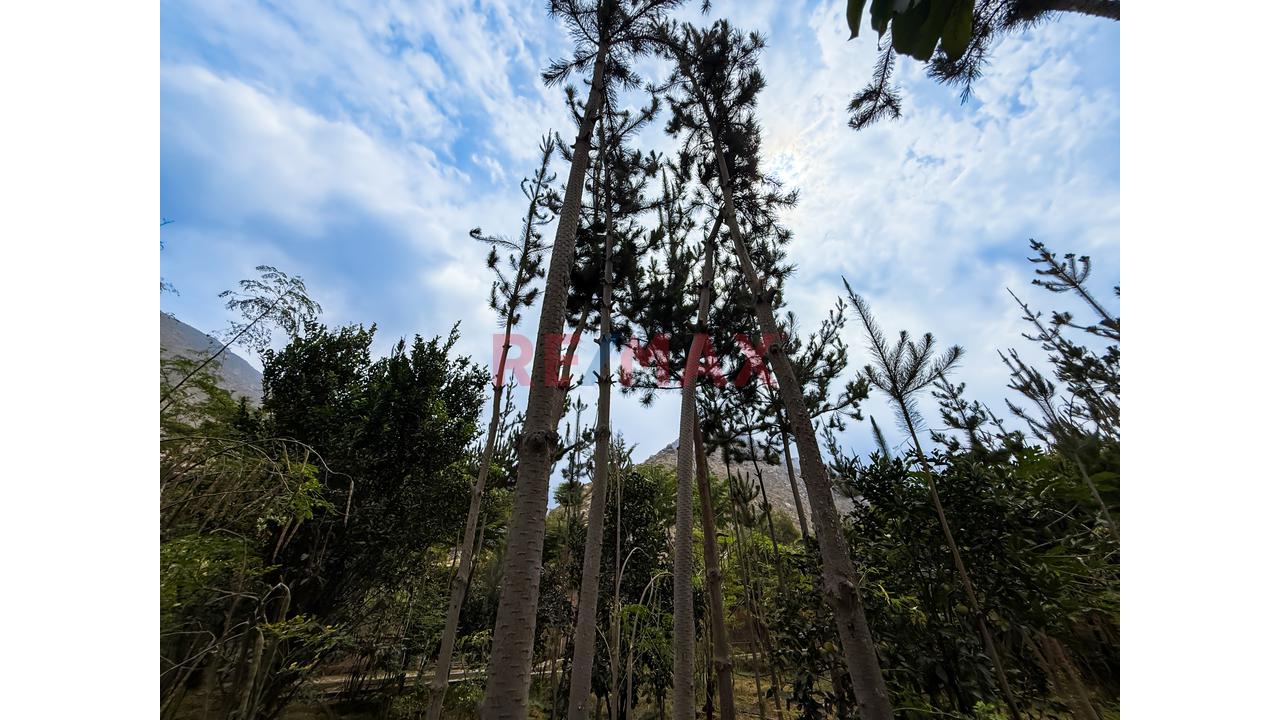 Oportunidad De Inversión Eco Turística Y Casa De Campo En Huarochirí - 14