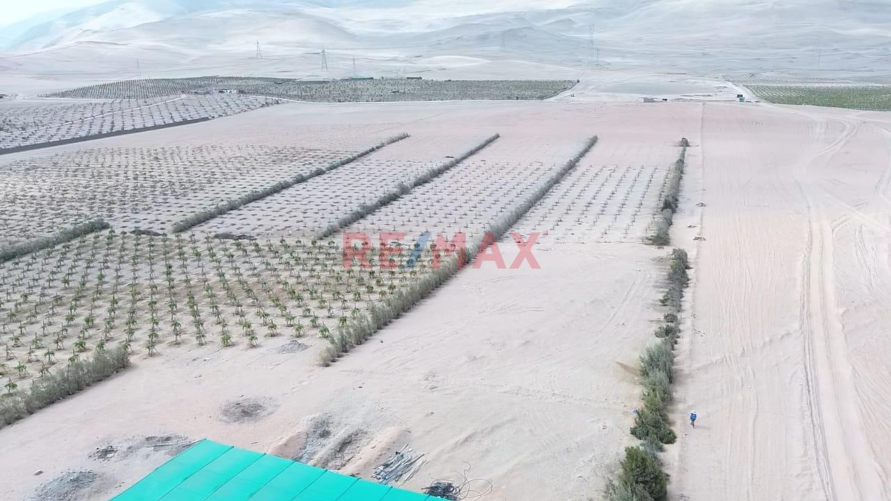 Vendo Parcela Grande Agricola En Pucchún – Camaná - 3