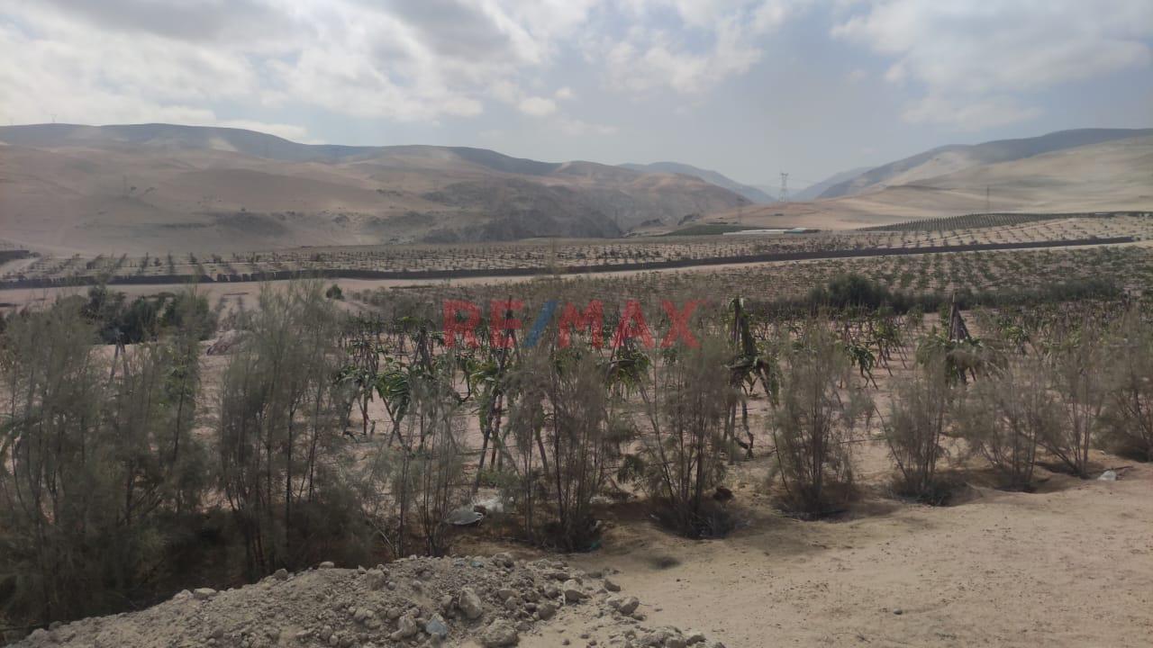 Vendo Parcela Grande Agricola En Pucchún – Camaná - 6