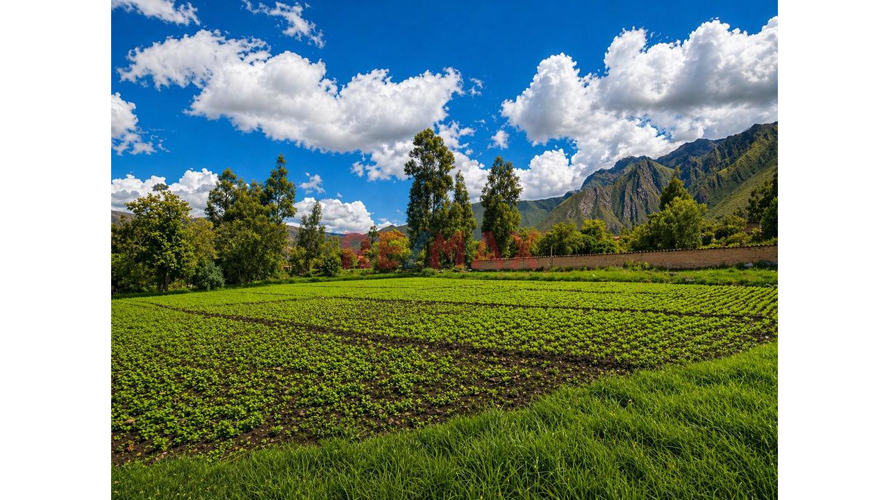 En Venta Terreno En Huayocari – Valle Sagrado - 7