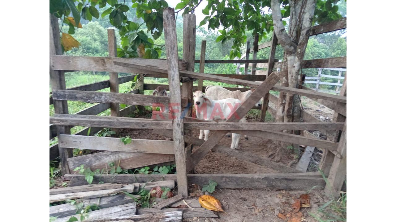 Venta De Terreno De 20 Ha Frente A Avenida Principal Y Carretera Asfaltada - 7