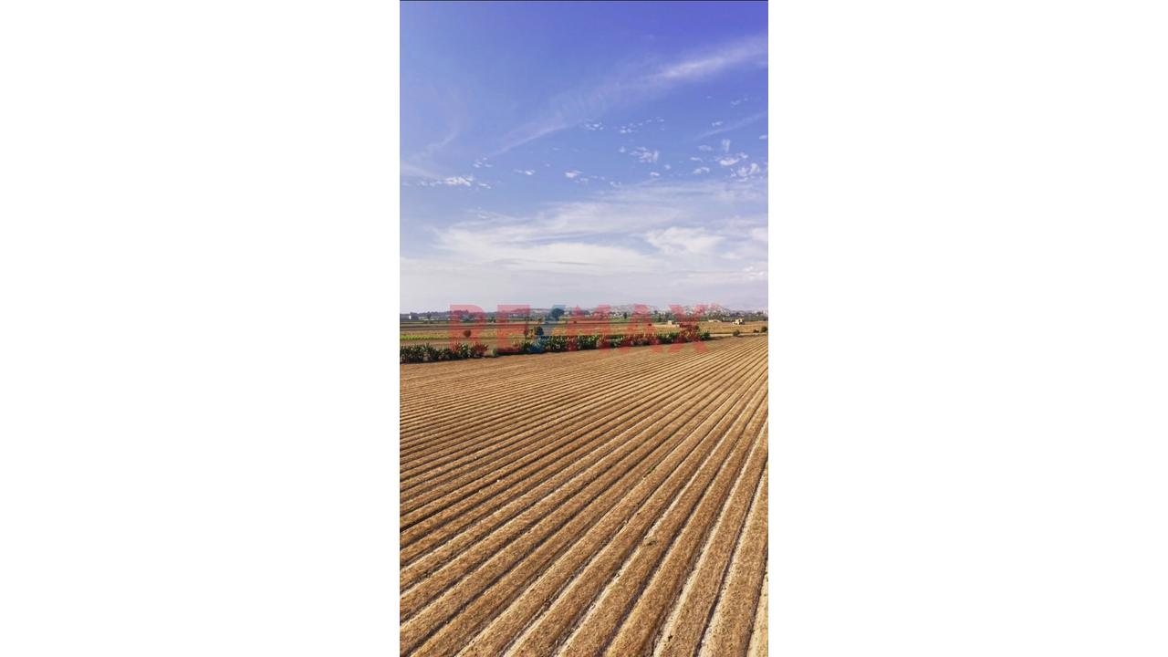 Oportunidad Agrícola En San Vicente De Cañete – Proyecto Mamala 🚜🌱 - 2