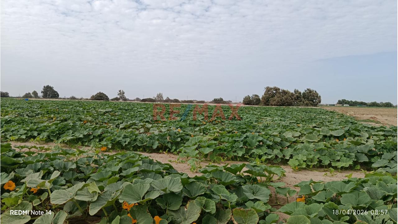 Terreno Agrícola En Venta – San Andrés, Pisco - 6