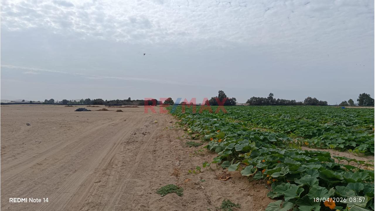 Terreno Agrícola En Venta – San Andrés, Pisco - 7