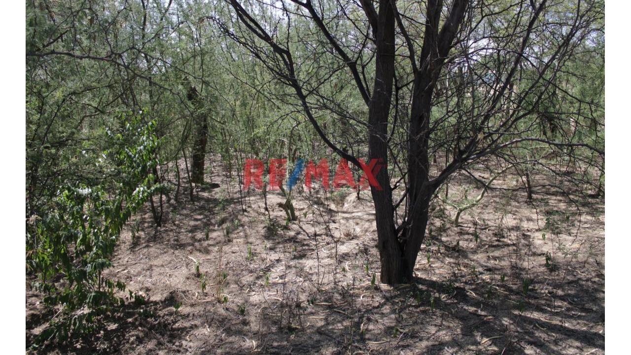 🛑 ¡Terreno Agrícola De 3.97 Ha En Venta En Predio Cieneguillo Sur, Piura! - 4