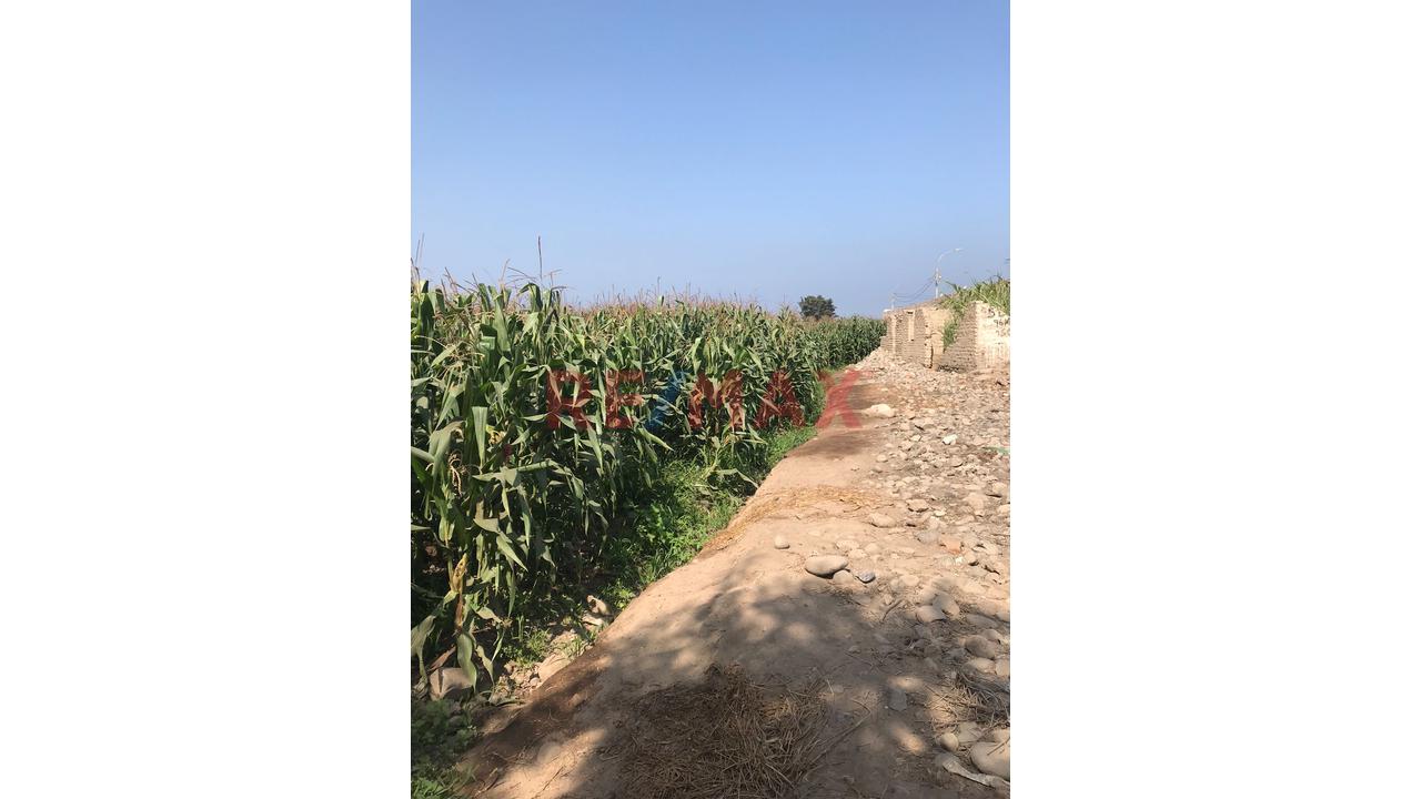 Terreno En Aucallama En La Misma Panamericana Norte – Ideal Para Almacenes O Proyecto Industrial 🏗️Restaurantes , Club Campestre - 5