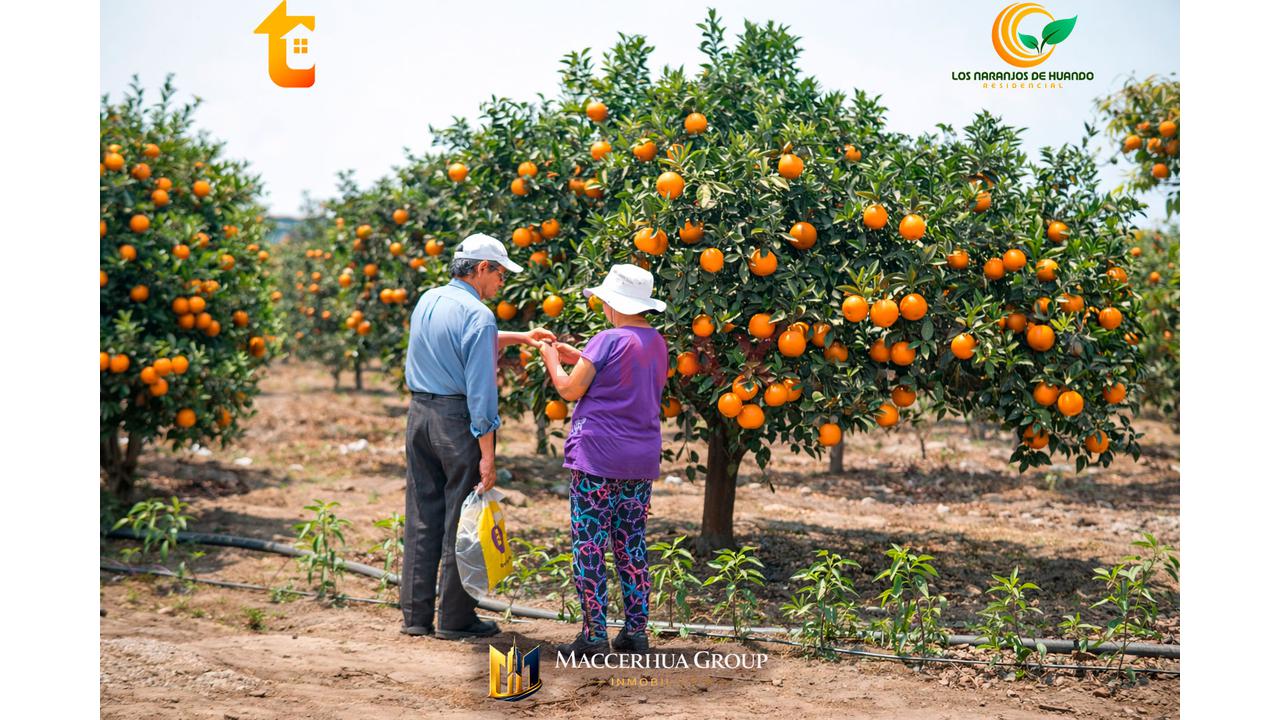 🌳 ¡Gran Oportunidad De Inversión En Huaral! - 4