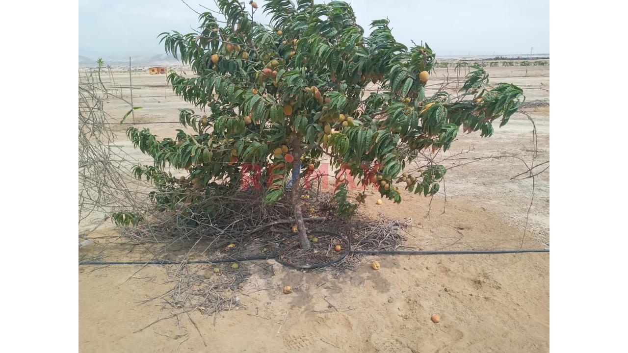 🔹🔥 Oportunidad De Inversión De 10 Hectáreas En Chincha – Grocio Prado | Ideal Para Desarrollo Industrial, Logístico O Agroexportador — foto 4