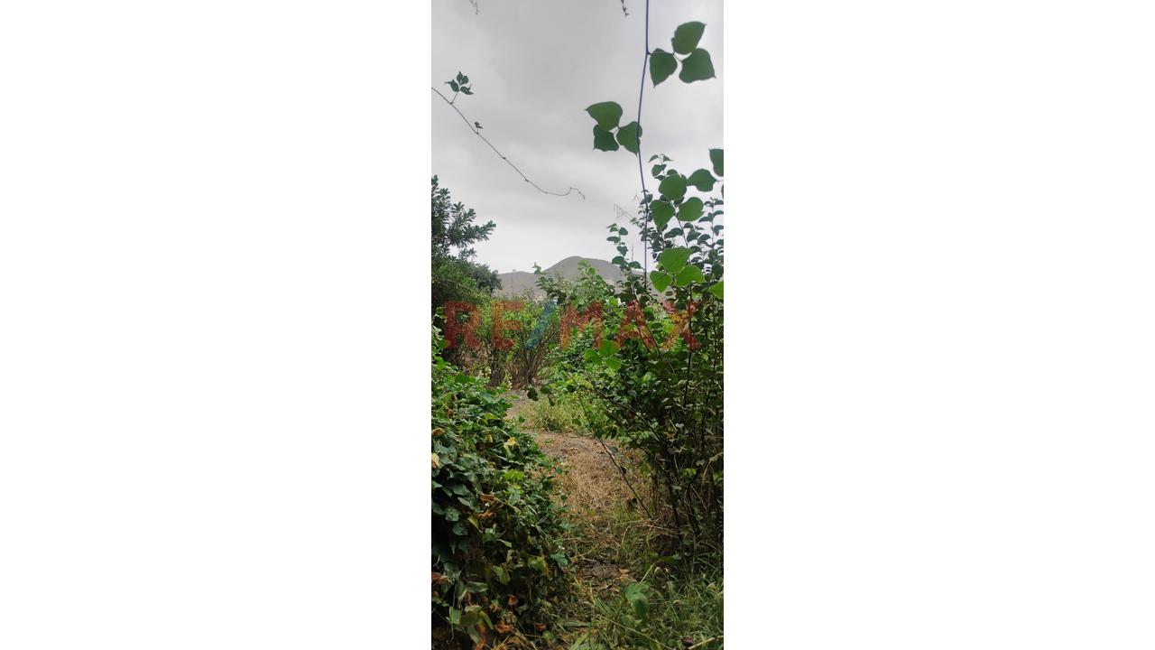Venta De Terrreno En San Antonio De Cañete — foto 4