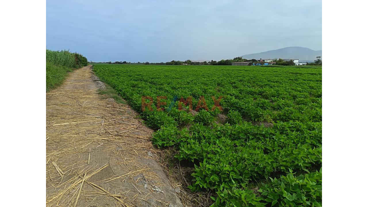 Terreno Agricola En Venta - La Deheza – Camana - 2