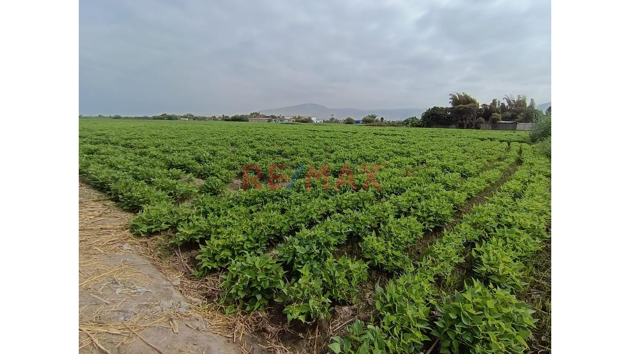 Terreno Agricola En Venta - La Deheza – Camana - 4