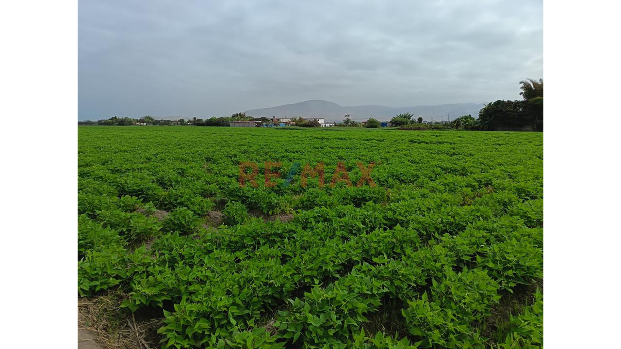 Terreno Agricola En Venta - La Deheza – Camana - 3