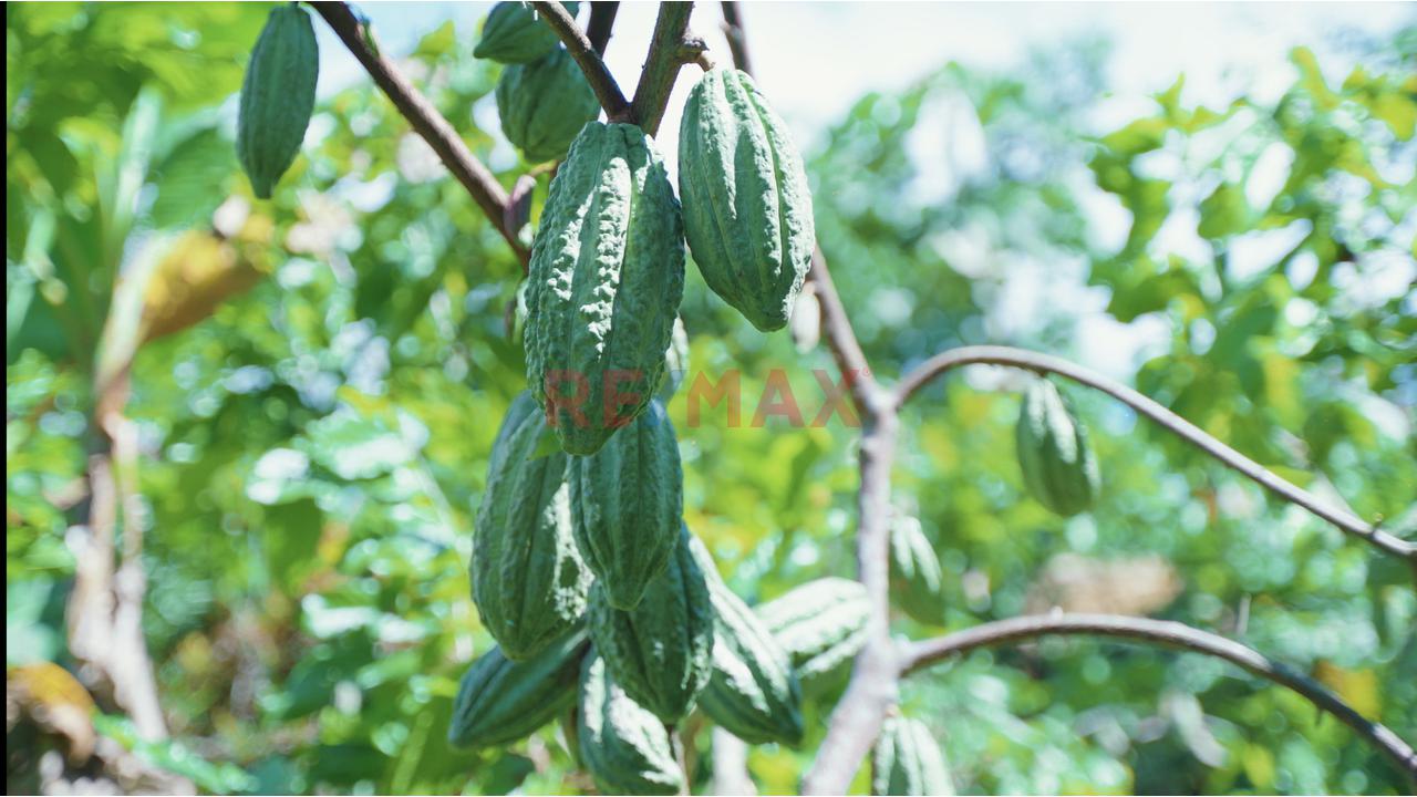 🌿 ¡Gran Oportunidad De Inversión En Pichanaqui! 🌿 - 3