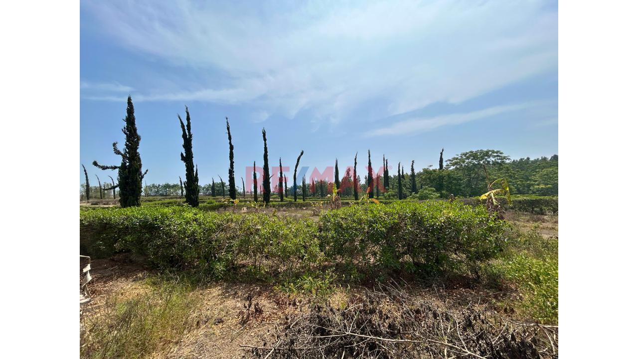 Venta De Terreno En Condominio Ecológico – Villa Totora, Quilmaná (Cañete) — foto 13