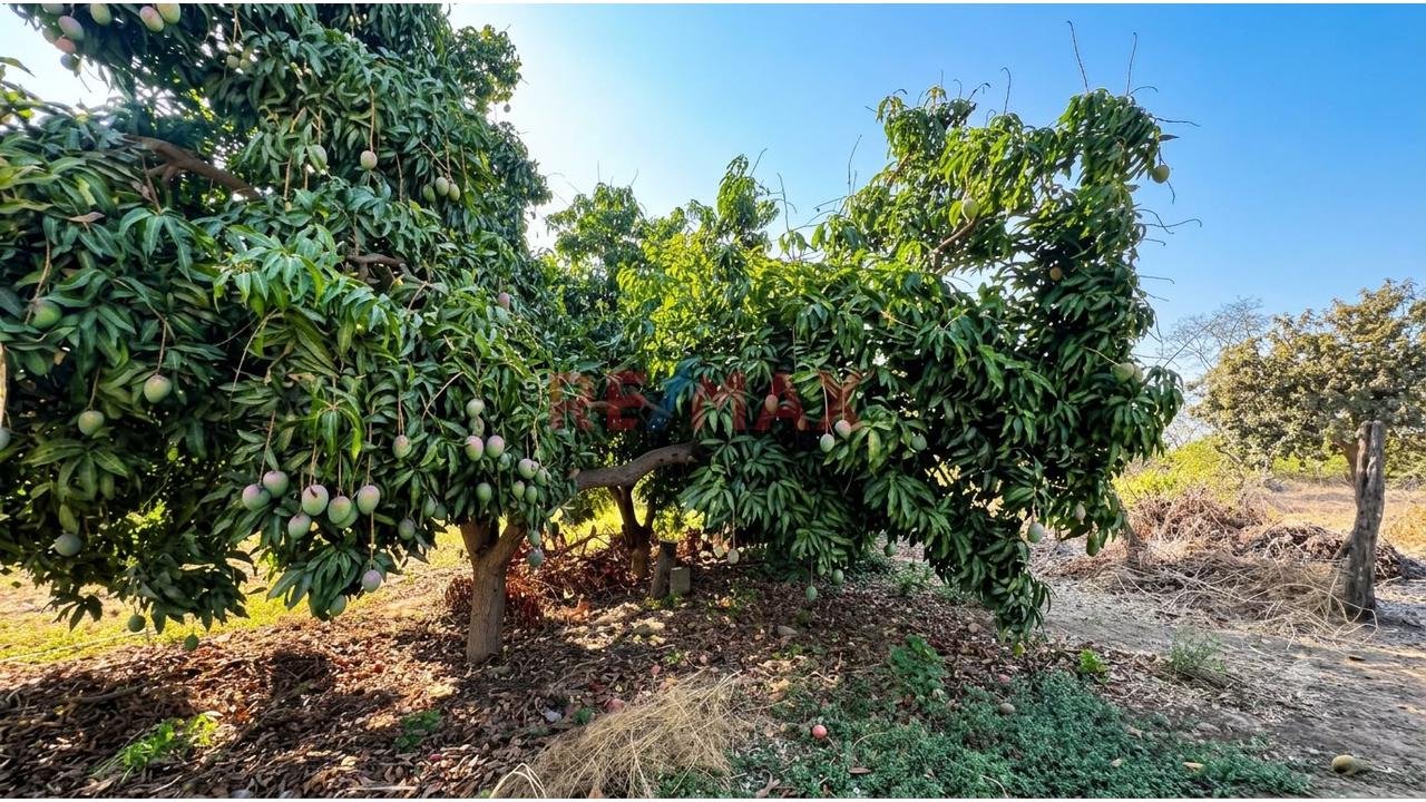 Terreno De 2.28Ha Con Casa De Campo En Jayanca A 3 Min De La Ciudad - 5