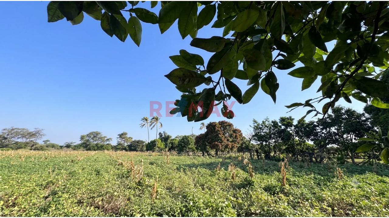 Terreno De 2.28Ha Con Casa De Campo En Jayanca A 3 Min De La Ciudad - 10
