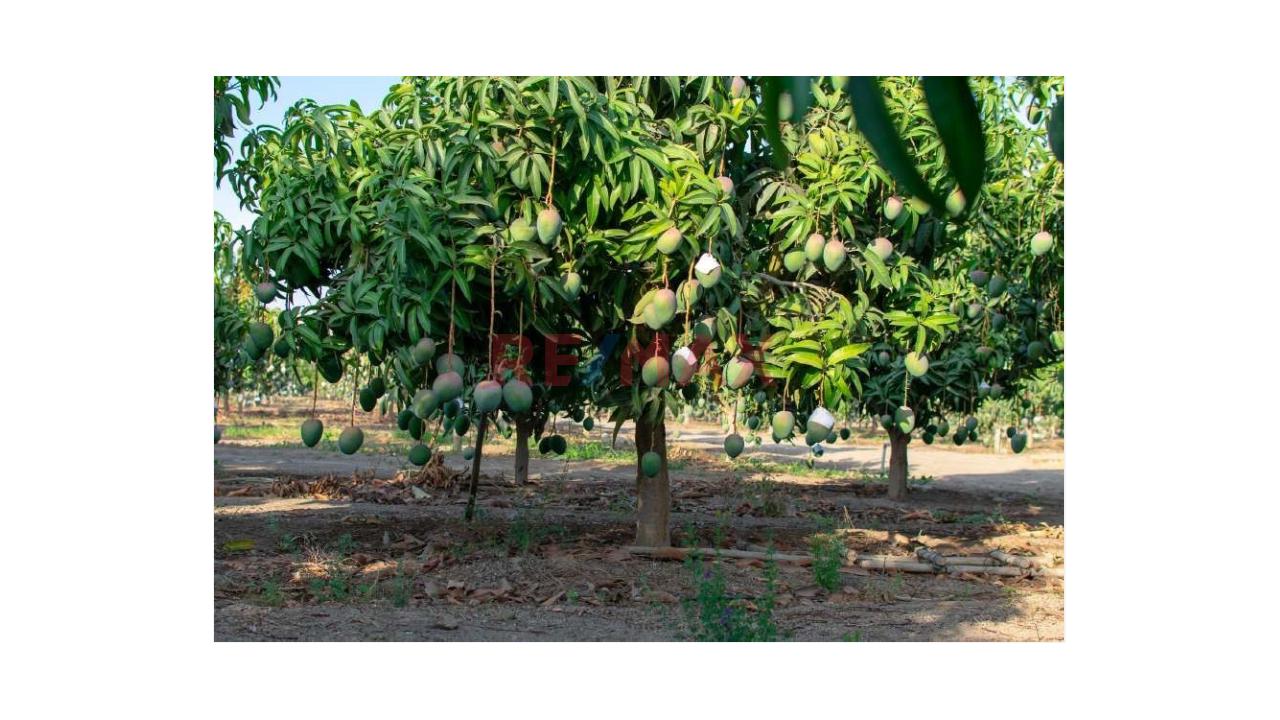 Se Vende Fundo Agricola De 11.6 Ha En Casma - 5