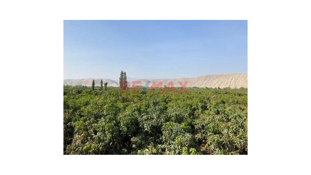 Se Vende Fundo Agricola De 11.6 Ha En Casma - 6