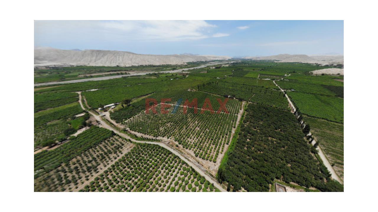 Se Vende Fundo Agricola De 11.6 Ha En Casma - 7