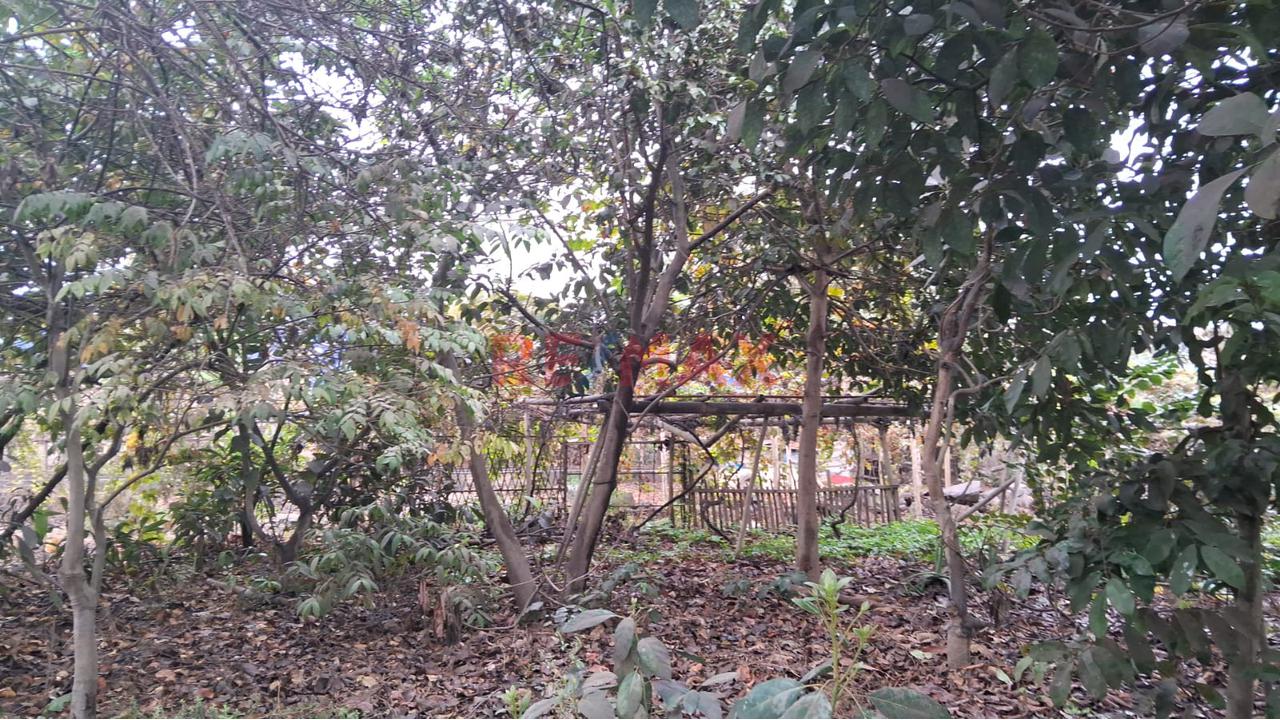 Alquiler De Terreno En Puente Piedra — foto 3