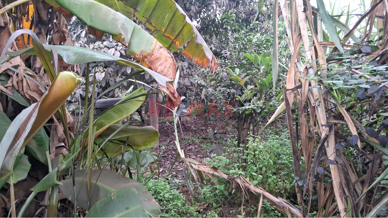 Alquiler De Terreno En Puente Piedra — foto 5
