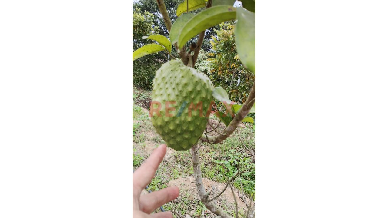 Oferta De Ocacion Lindo Terreno Con El Nejor Clima De Las Montañas De Asia — foto 6